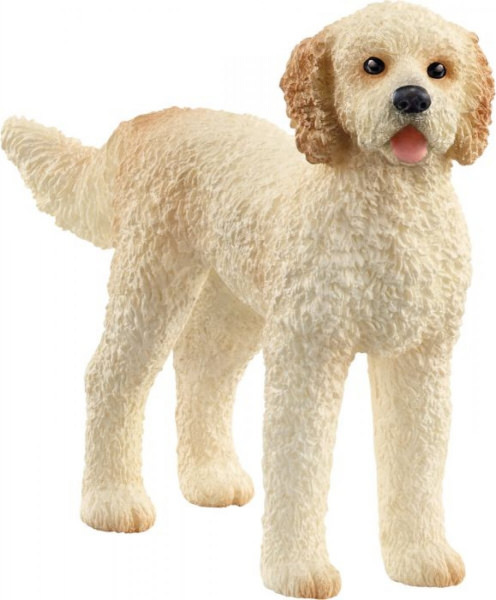 Goldendoodle