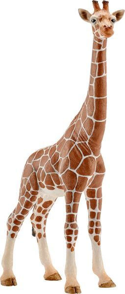 Giraffenkuh