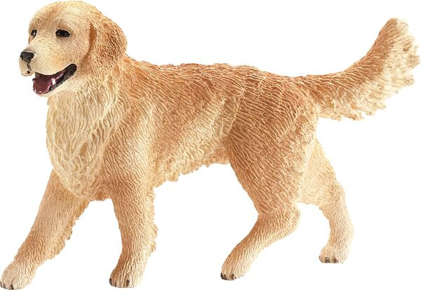 Golden Retriever Hündin