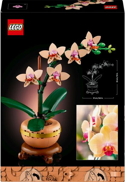 Icons Mini-Orchidee