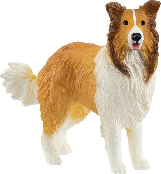 Collie