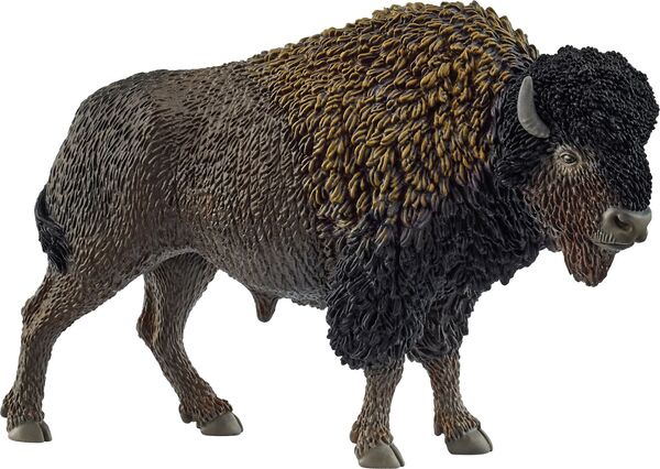 Bison