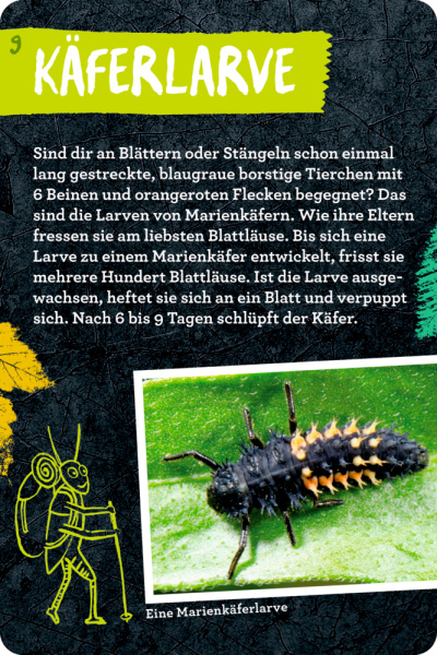 Nature Zoom - 50 Insekten, Spinnen & Co.