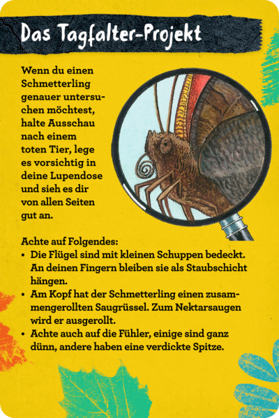 Nature Zoom - 50 Insekten, Spinnen & Co.