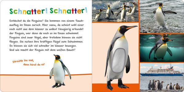 Hör mal rein, wer kann das sein? – Im Ozean