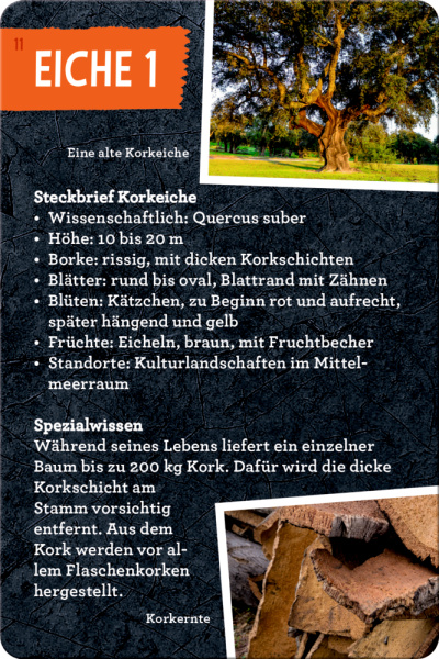 50 Bäume kennen & erleben