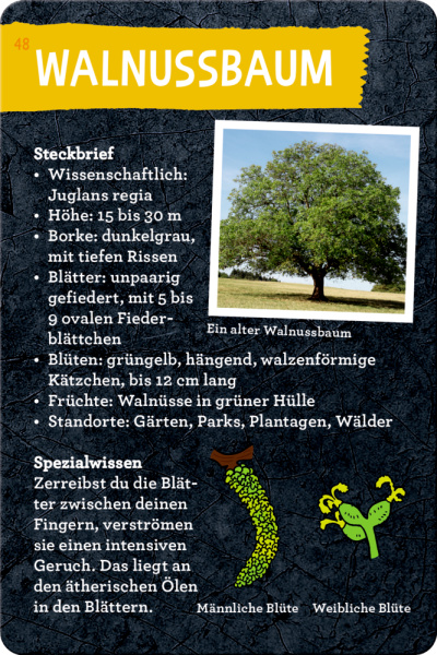 50 Bäume kennen & erleben