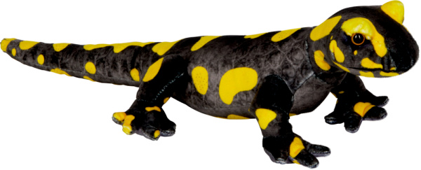 Nature Zoom - Feuersalamander