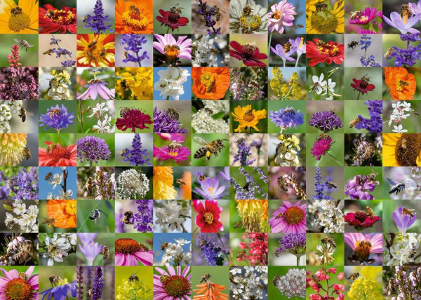 99 Bienen (1000 Teile)