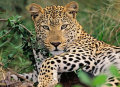 Puzzle Vio die Leopardin (100 Teile XXL)
