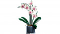 Icons Orchidee