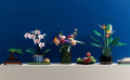Icons Orchidee